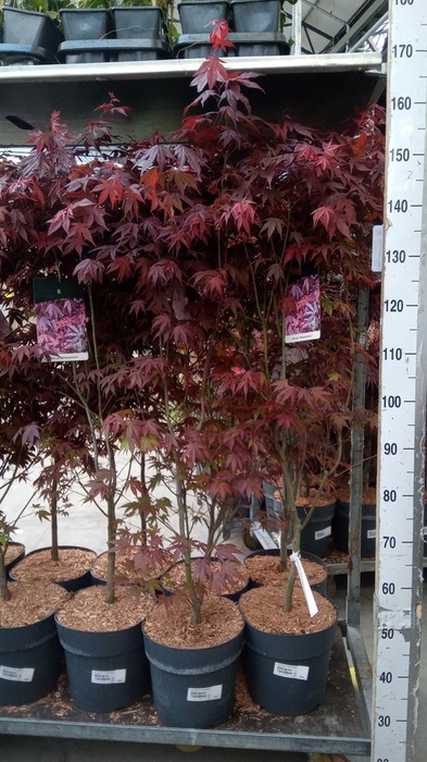<h4>Acer palmatum 'Atropurpureum'</h4>