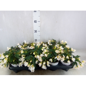 Begonia boliv. 'Beauvilia White'