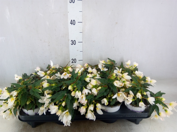<h4>Begonia boliv. 'Beauvilia White'</h4>