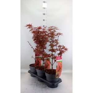 Acer palmatum 'Shaina'