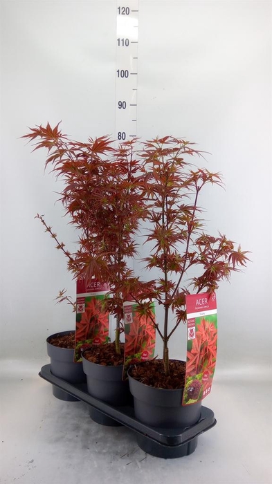 <h4>Acer palmatum 'Shaina'</h4>