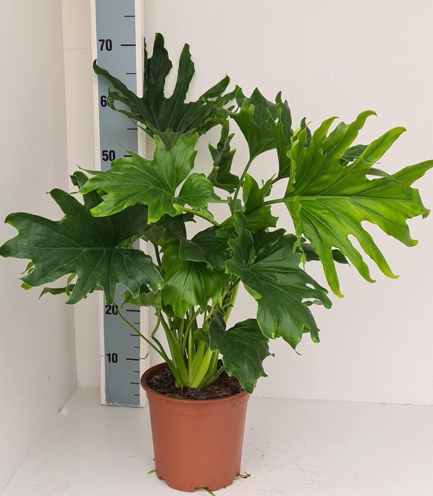 <h4>Philodendron   ...</h4>