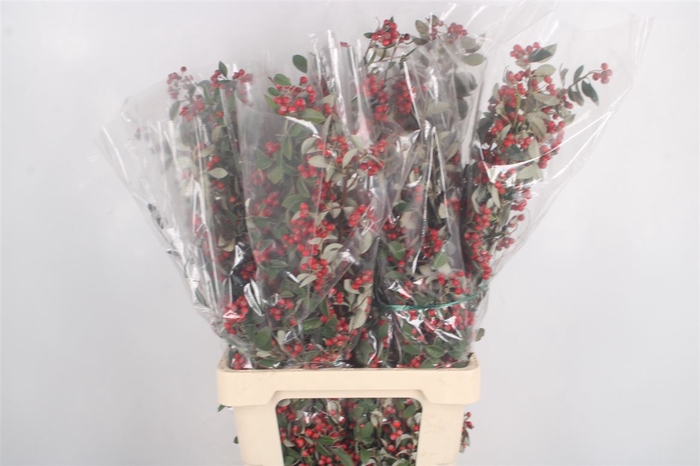 Cotoneaster Per Bunch