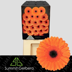 Germini Caramba Diamond