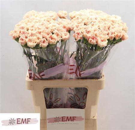 <h4>Di St Apple Tea</h4>