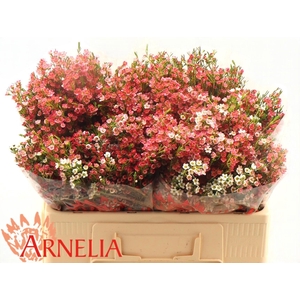 CHAME UN MY SWEET 16