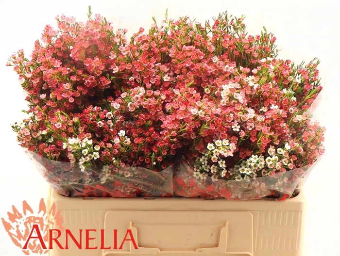 <h4>CHAME UN MY SWEET 16</h4>