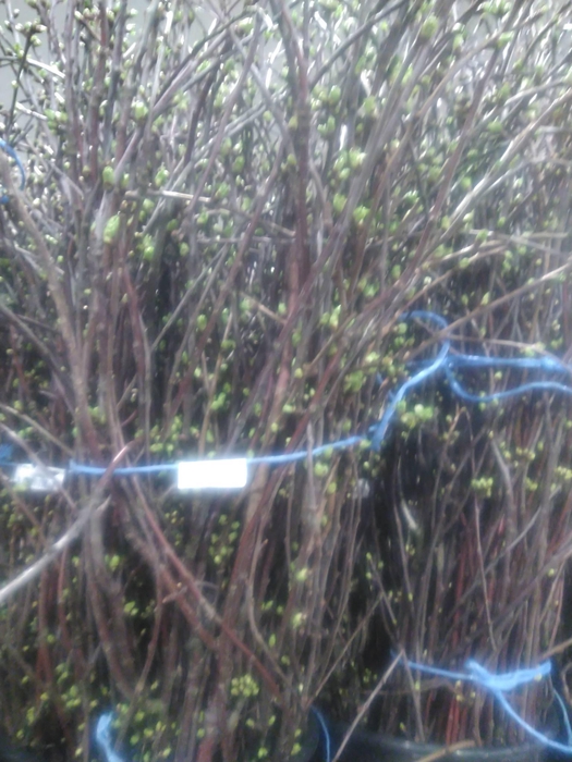 <h4>KIRSCHE SAUER</h4>