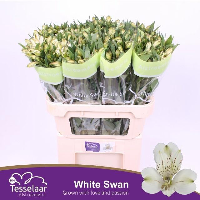 <h4>ALSTR WHITE SWAN</h4>