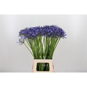 Agapanthus Donau