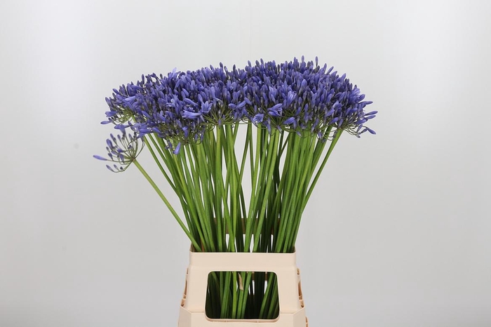 <h4>Agapanthus Donau</h4>