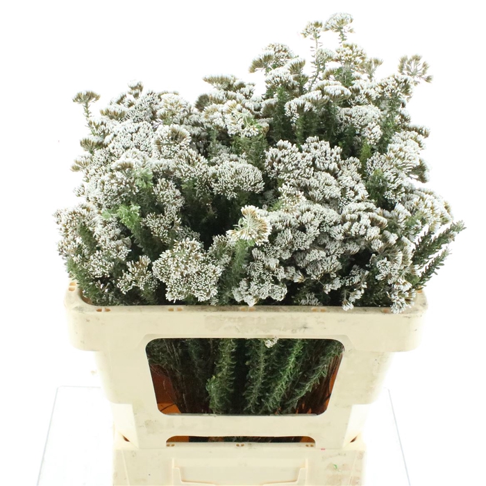 <h4>Kaaps Metalasia</h4>