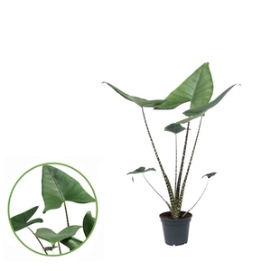 Alocasia Zebrina