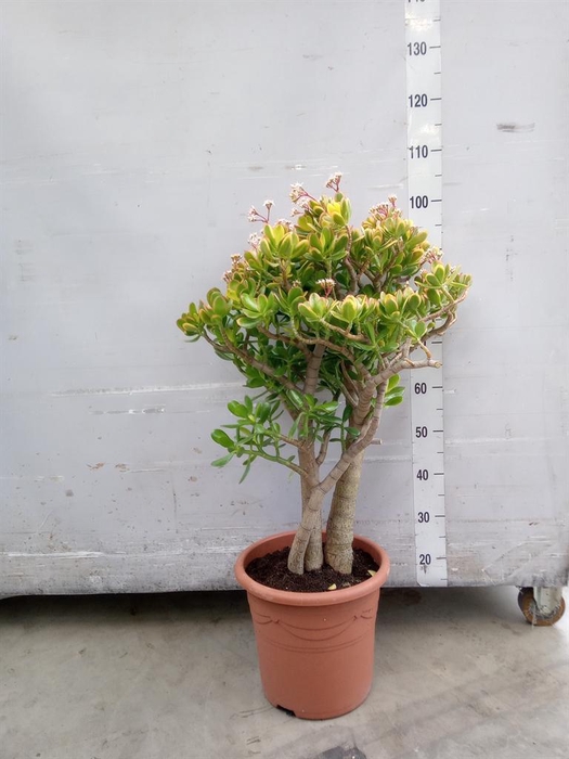 <h4>Crassula ovata 'Sunset'</h4>