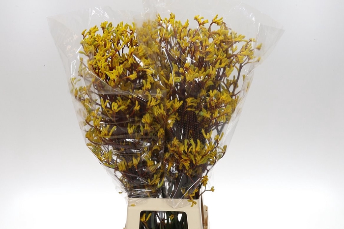 <h4>Anigoz Yellow Gem 90</h4>