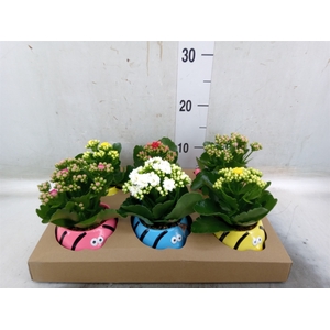 Arr.   Planten L%