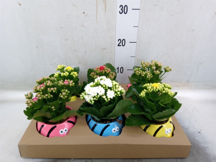 <h4>Arr.   Planten L%</h4>