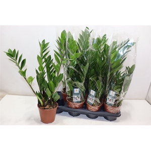 arr8 Zamioculcas Zamiifol