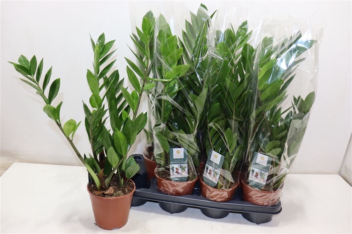 <h4>arr8 Zamioculcas Zamiifol</h4>