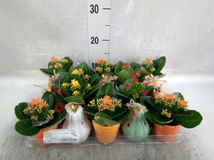 <h4>Kalanchoe   ...</h4>