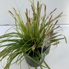 Carex Evercolor Eversheen