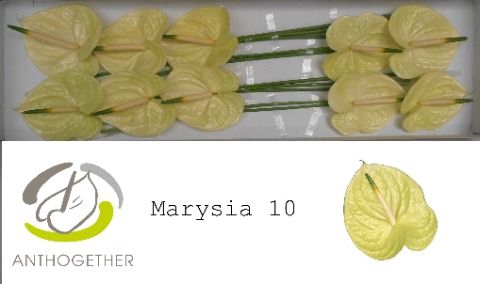 <h4>Anth A Marysia 15 cm X10 Spek Flowers</h4>