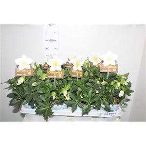 Hell Ni Hgc Jasper 40+