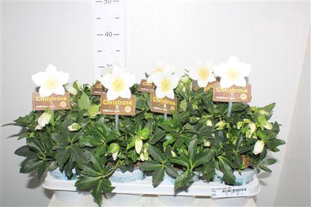 <h4>Hell Ni Hgc Jasper 40+</h4>