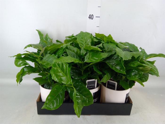 <h4>Planten  ..in schaal L%</h4>