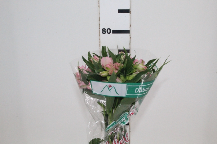 <h4>ALSTROEMERIA DUBAI 080 CM</h4>