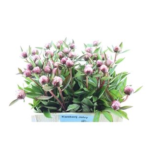 Paeonia Sarah Bernhard (klein)