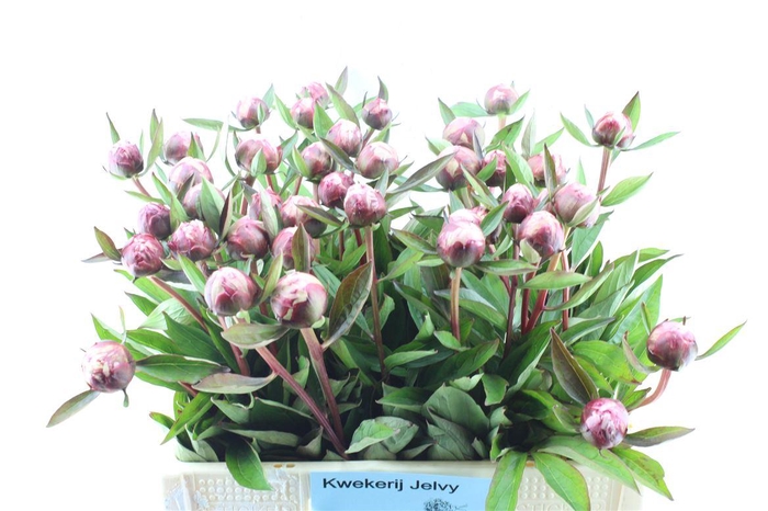 <h4>Paeonia Sarah Bernhard (klein)</h4>