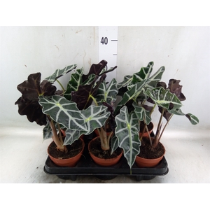 Alocasia amazonica 'Polly'