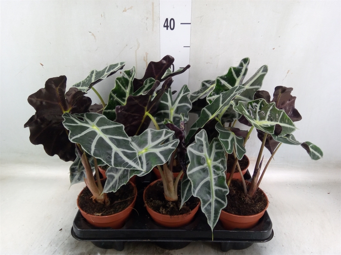 <h4>Alocasia amazonica 'Polly'</h4>