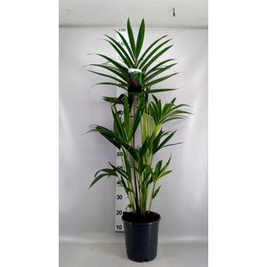 Howea forsteriana