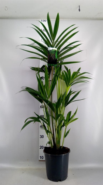 <h4>Howea forsteriana</h4>