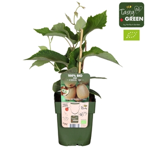 Actinidia deliciosa Jenny