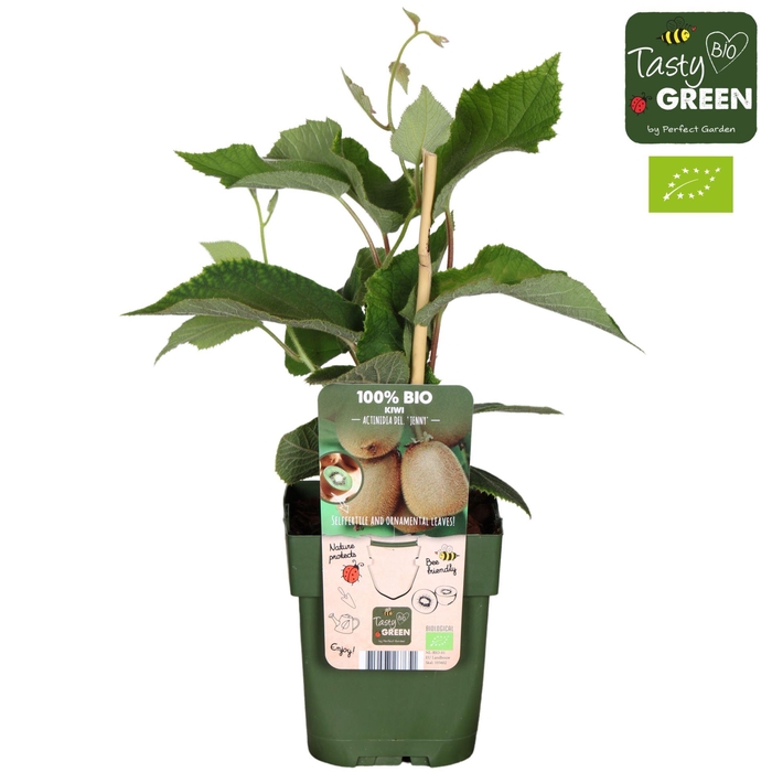 <h4>Actinidia deliciosa Jenny</h4>