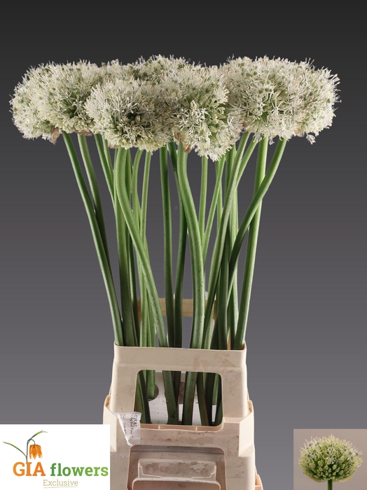 <h4>ALLIUM MOUNT EVEREST</h4>