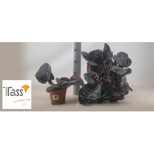 GEOGENA C MIDN PEARL