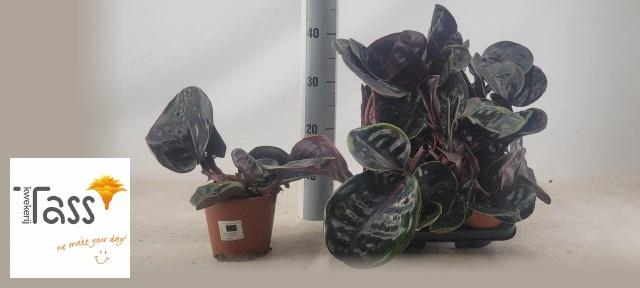 <h4>GEOGENA C MIDN PEARL</h4>