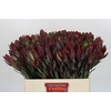 Leucadendron Senorita