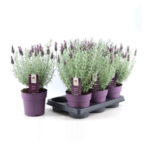 LAVAN S SILVER ANOUK