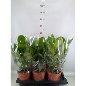 Clusia rosea 'Princess'