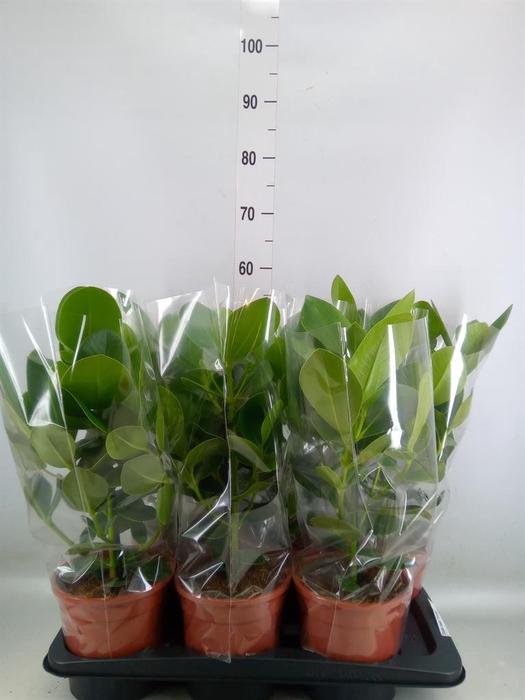 <h4>Clusia rosea 'Princess'</h4>