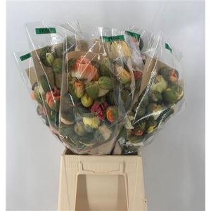 Papaver Prima Pastel