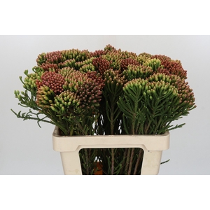 Kaaps Groen Red Brunia