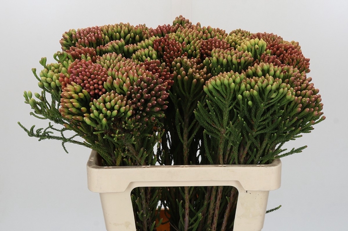 <h4>Kaaps Groen Red Brunia</h4>