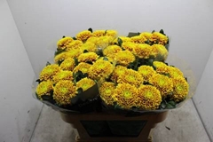 <h4>CHR G TROPICANA</h4>