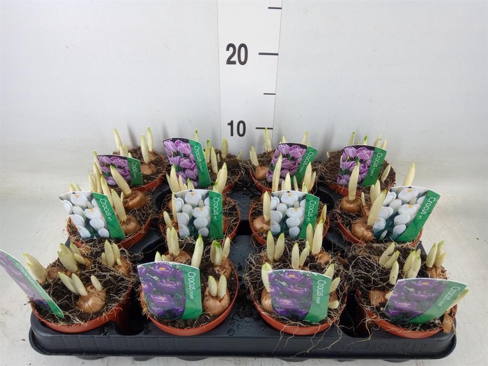 <h4>Crocus   ...in pot</h4>